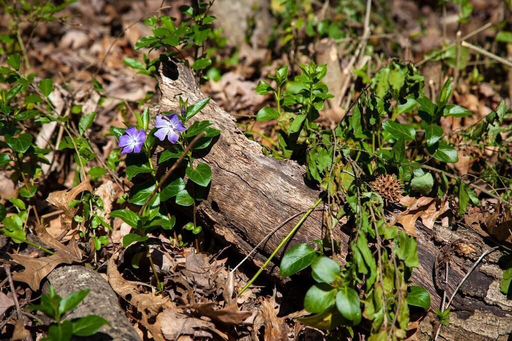 #20. Common periwinkle